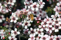 White Leptospermum Citratum Tree Planting  Seed for Beautiful Growth and Fragrant Blooms in Your Garden