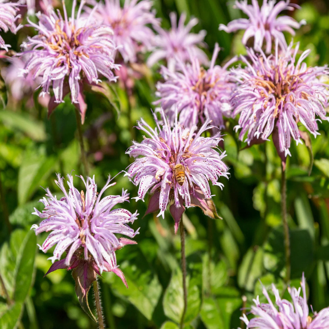 Monarda Bradburiana Flower seeds for Planting, Vibrant Colors Heirloom & GMO Free Seeds for Home Garden