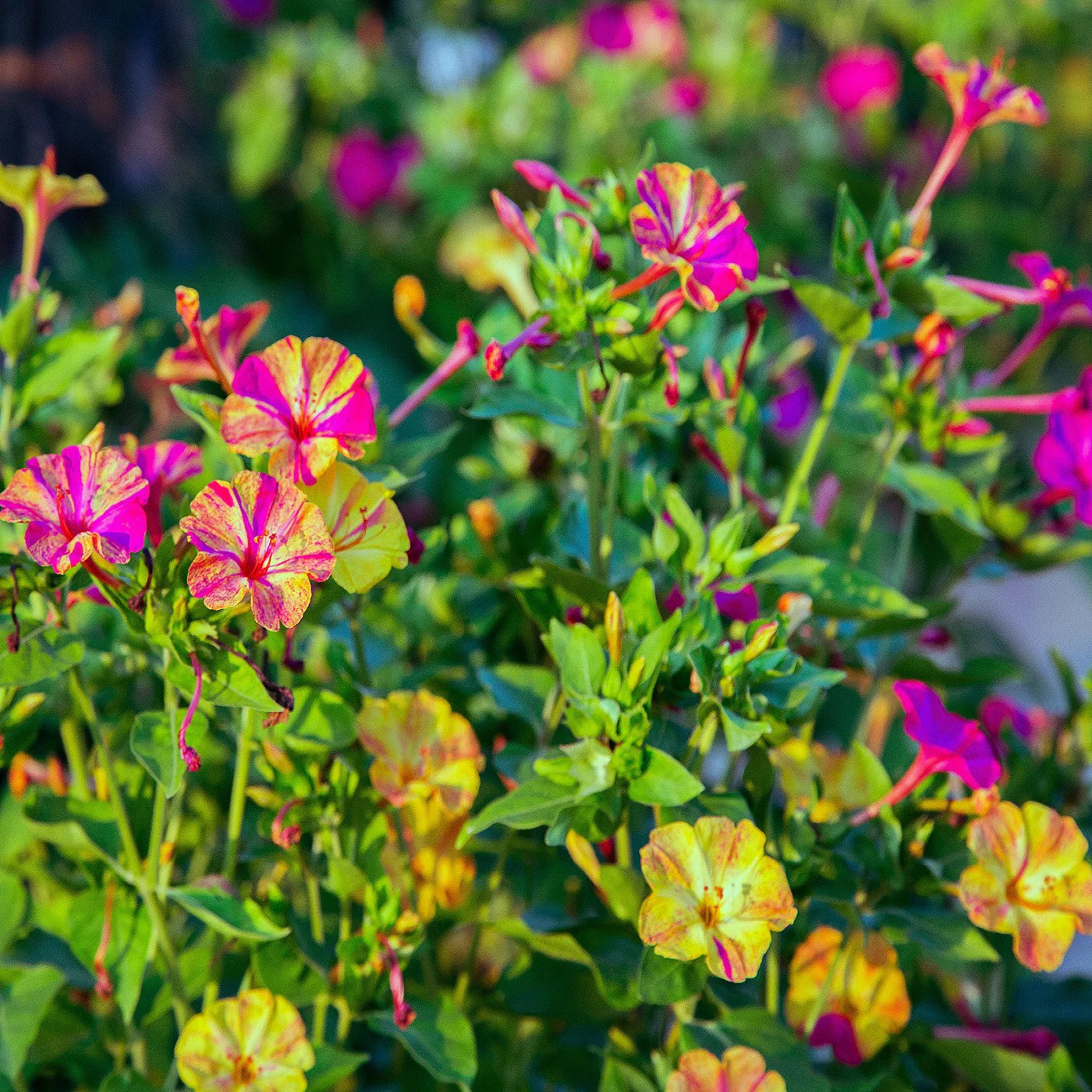 Mirabilis Flower seeds for Planting Compact Growth Heirloom & GMO Free Seeds for Home Garden