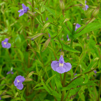 Heirloom Mimulus Ringens Flower seeds for Planting Fragrant Blossoms Heirloom & GMO Free Seeds for Home Garden
