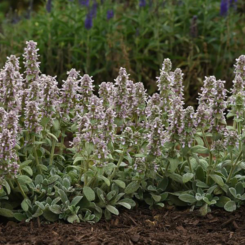Lamb's Ear Flower seeds for Planting - Compact Growth, Heirloom & GMO Free Seeds for Home Garden