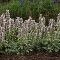 Lamb's Ear Flower seeds for Planting - Compact Growth, Heirloom & GMO Free Seeds for Home Garden