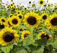 Helianthus Flower seeds for Planting Drought Tolerant Heirloom & GMO Free Seeds for Home Garden