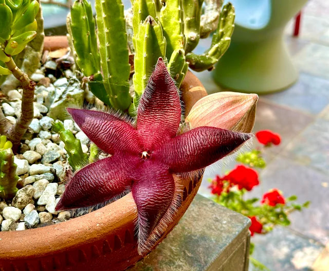 Stapelia Pulchella Succulent Flower seeds for Planting - Hardy Variety, Heirloom & GMO Free Seeds for Home Garden