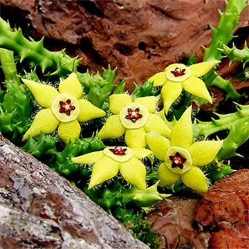 Stapelia Pulchella Flower Seeds for Easy Planting