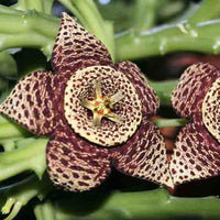 Stapelia Variegata Flower seeds for Planting - Garden Favorite, Heirloom & GMO Free Seeds for Home Garden