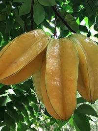 Young star fruit seedling growing in pot
