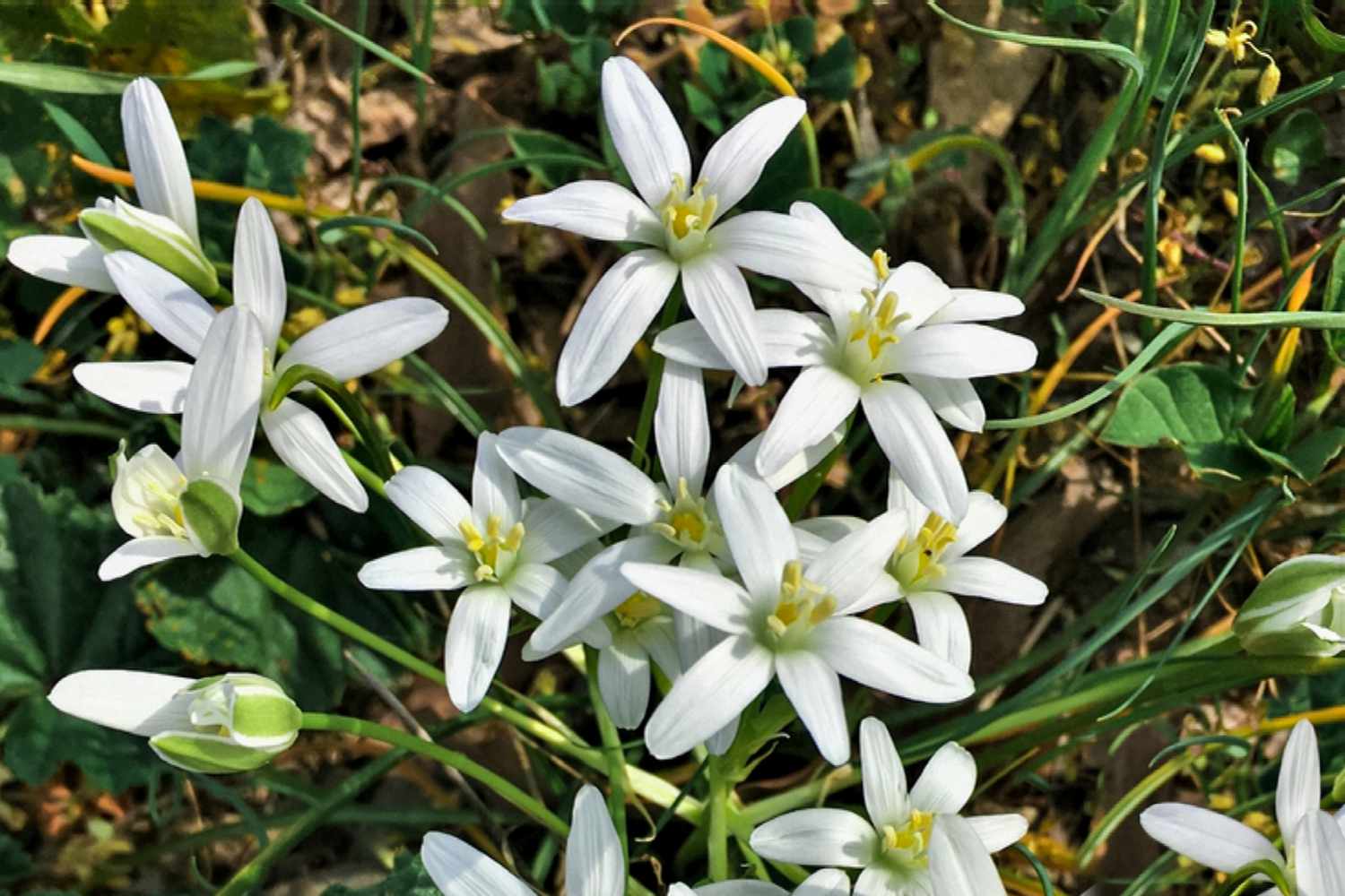 Star Bethlehem Flower seeds for Planting Vibrant Colors Heirloom & GMO Free Seeds for Home Garden
 
 Sale