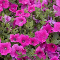 Starting pink petunia seeds indoors