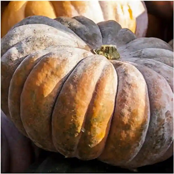 Starting Fairytale pumpkin seeds indoors trays