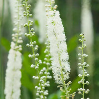 Cimicifuga Flower seeds for Planting Pollinator Friendly Heirloom & GMO Free Seeds for Home Garden 
 
 Sale for planting in home garden