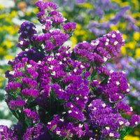 Statice Flower seeds for Planting Cut Flower Favorite Heirloom & GMO Free Seeds for Home Garden