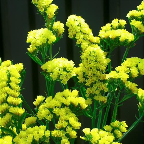 Yellow Statice Flower seeds for Planting - Premium Quality, Heirloom & GMO Free Seeds for Home Garden