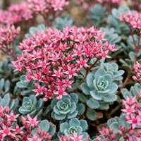 Sedum Flower seeds for Planting Fragrant Blossoms Heirloom & GMO Free Seeds for Home Garden
