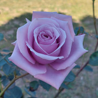Sterling Silver Rose Flower seeds for Planting Sun Loving Heirloom & GMO Free Seeds for Home Garden