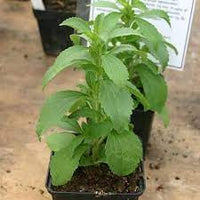 Stevia rebaudiana from seeds thriving in container garden