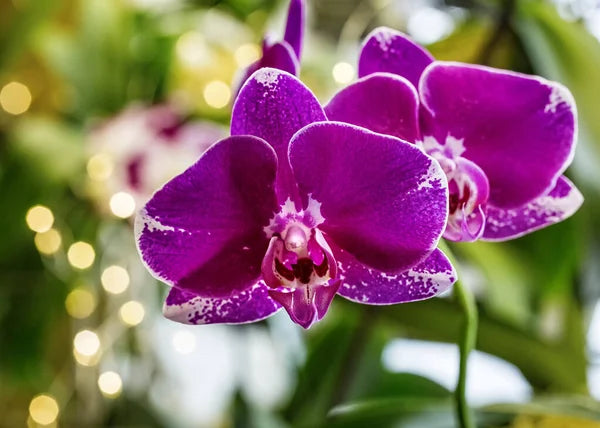 Purple Butterfly Orchids Flower seeds for Planting Sun Loving Heirloom & GMO Free Seeds for Home Garden 
 
 Sale
