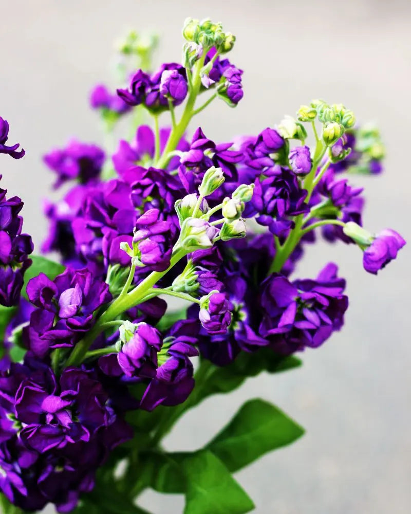 Matthiola Incana Flower Seeds - Deep Purple for Planting