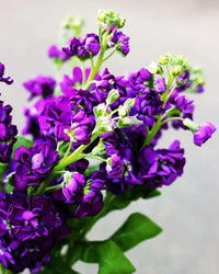 Matthiola Incana Flower Seeds - Deep Purple for Planting