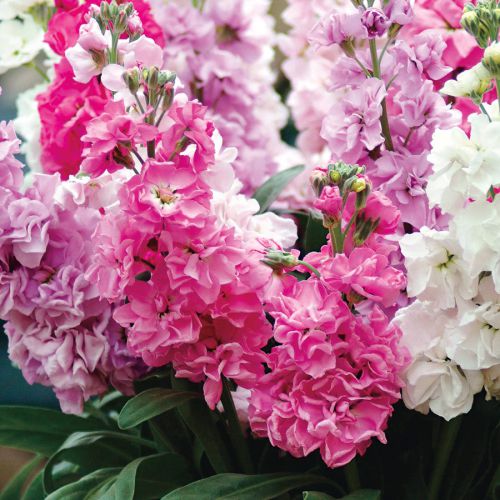 Baby Pink Matthiola Incana Seeds Flower seeds for Planting Premium Quality Heirloom & GMO Free Seeds for Home Garden