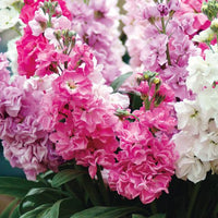 Baby Pink Matthiola Incana Seeds Flower seeds for Planting Premium Quality Heirloom & GMO Free Seeds for Home Garden