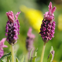 Red Lavender Flower seeds for Planting - Bright Blooms, Heirloom & GMO Free Seeds for Home Garden