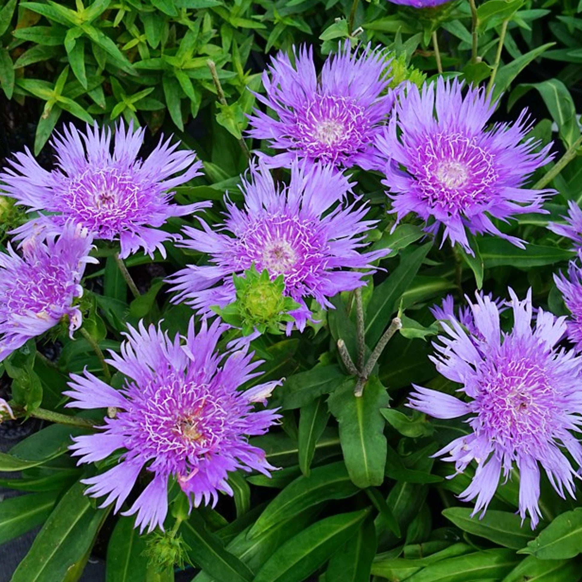 Stoke's Aster Planting Seeds - Perennial Garden Blooms
