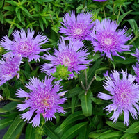 Stoke's Aster Planting Seeds - Perennial Garden Blooms