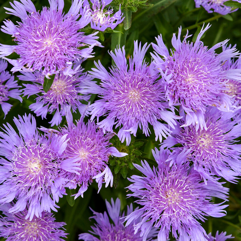 Stoke's Aster Planting Seeds - Perennial Garden Blooms