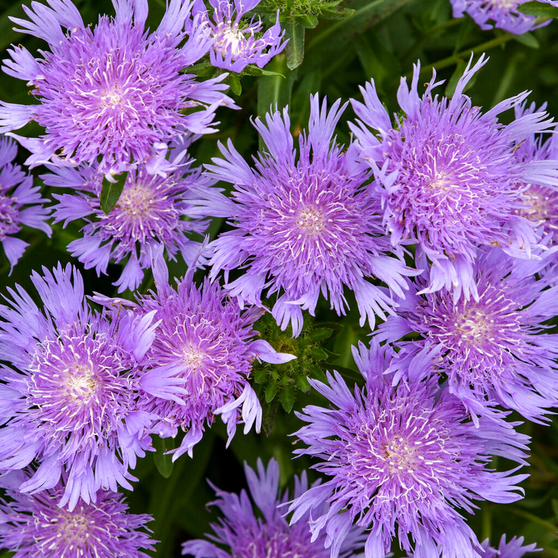Stoke's Aster Planting Seeds - Perennial Garden Blooms