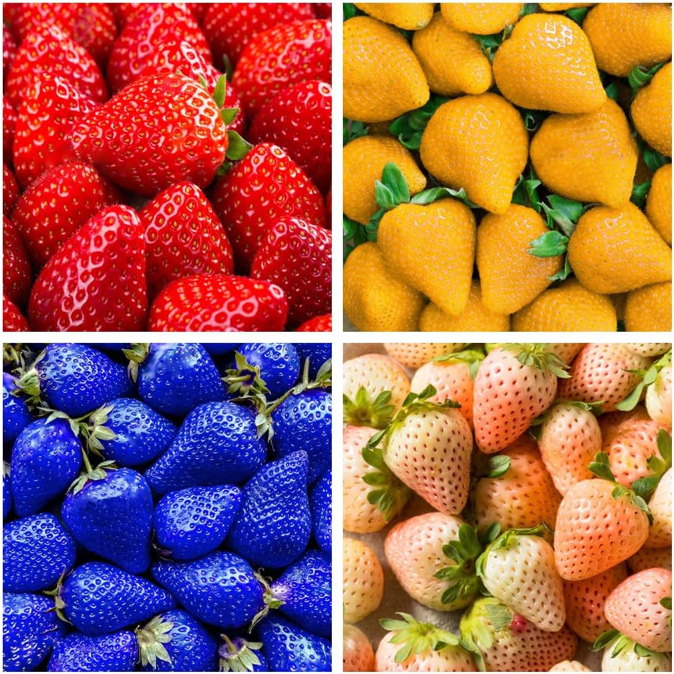 Rainbow strawberry seed germination and planting guide