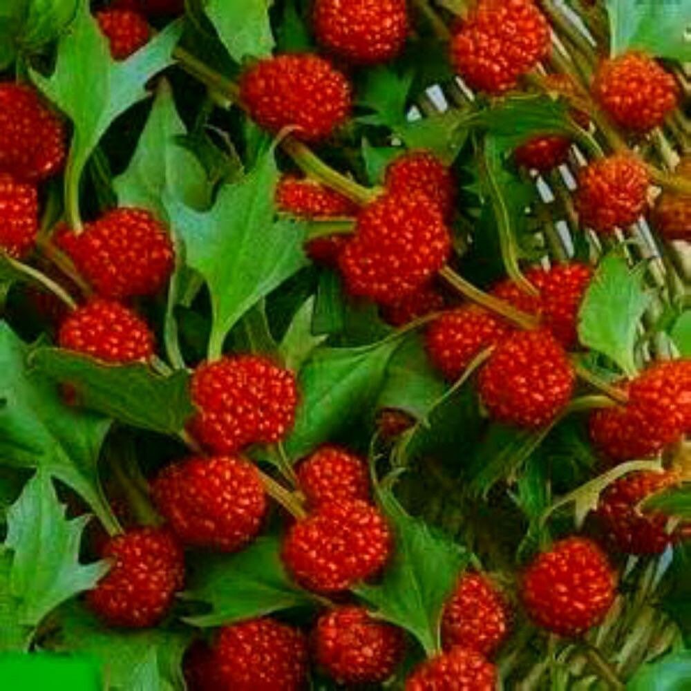 Strawberry Spinach plants growing in garden bed
