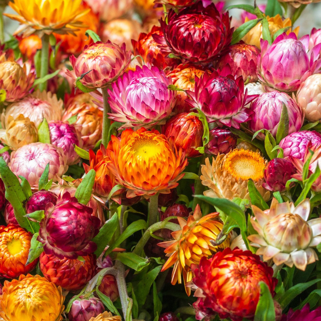 Orange Double StrawFlower seeds for Planting - Fragrant Blossoms, Heirloom & GMO Free Seeds for Home Garden