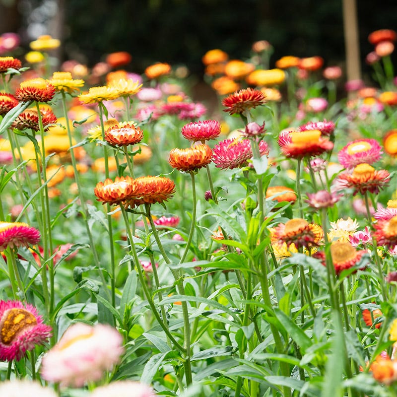 Mixed Straw Flower seeds for Planting - Pollinator Friendly, Heirloom & GMO Free Seeds for Home Garden