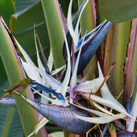 Strelitzia Plant Growing in Garden