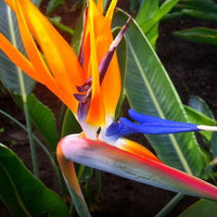 Orange Reginae Flower seeds for Planting Fragrant Blossoms Heirloom & GMO Free Seeds for Home Garden 
 
 Sale