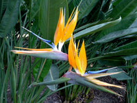 Mixed Strelitzia Flower seeds for Planting - Drought Tolerant, Heirloom & GMO Free Seeds for Home Garden