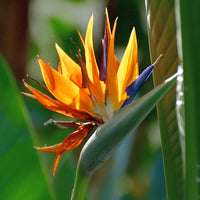 Strelitzia Reginae Flower seeds for Planting - Easy to Grow, Heirloom & GMO Free Seeds for Home Garden