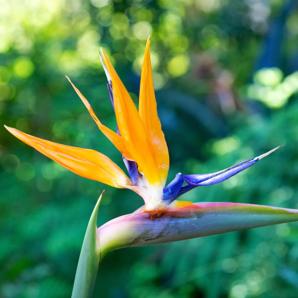 Strelitzia Reginae Flower seeds for Planting Sun Loving Heirloom & GMO Free Seeds for Home Garden