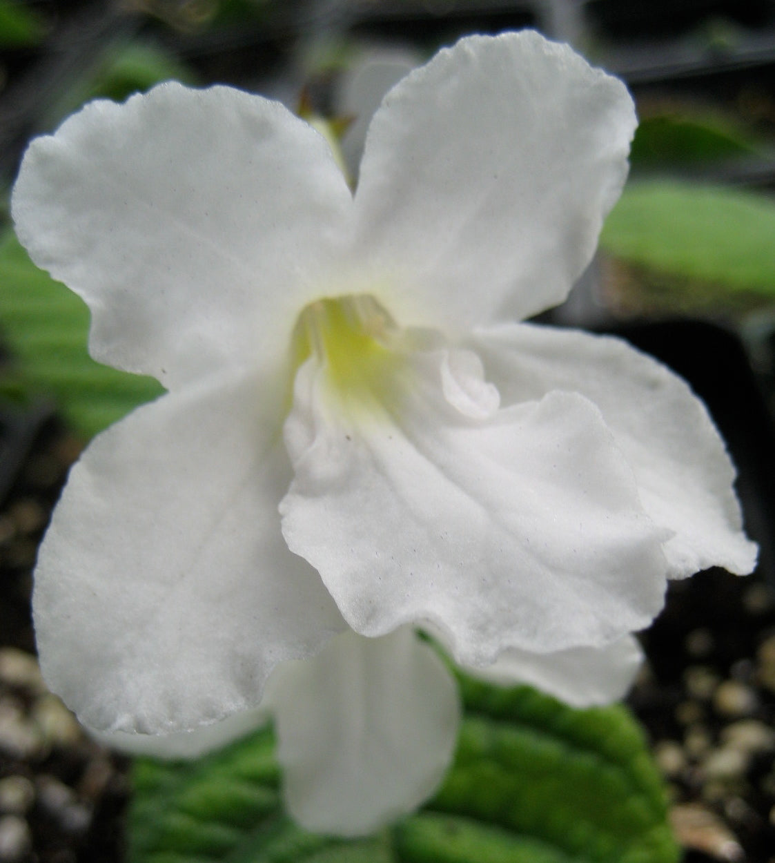 Streptocarpus Flower seeds for Planting Easy to Grow Heirloom & GMO Free Seeds for Home Garden 
 
 Sale