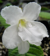 Streptocarpus Flower seeds for Planting Easy to Grow Heirloom & GMO Free Seeds for Home Garden 
 
 Sale