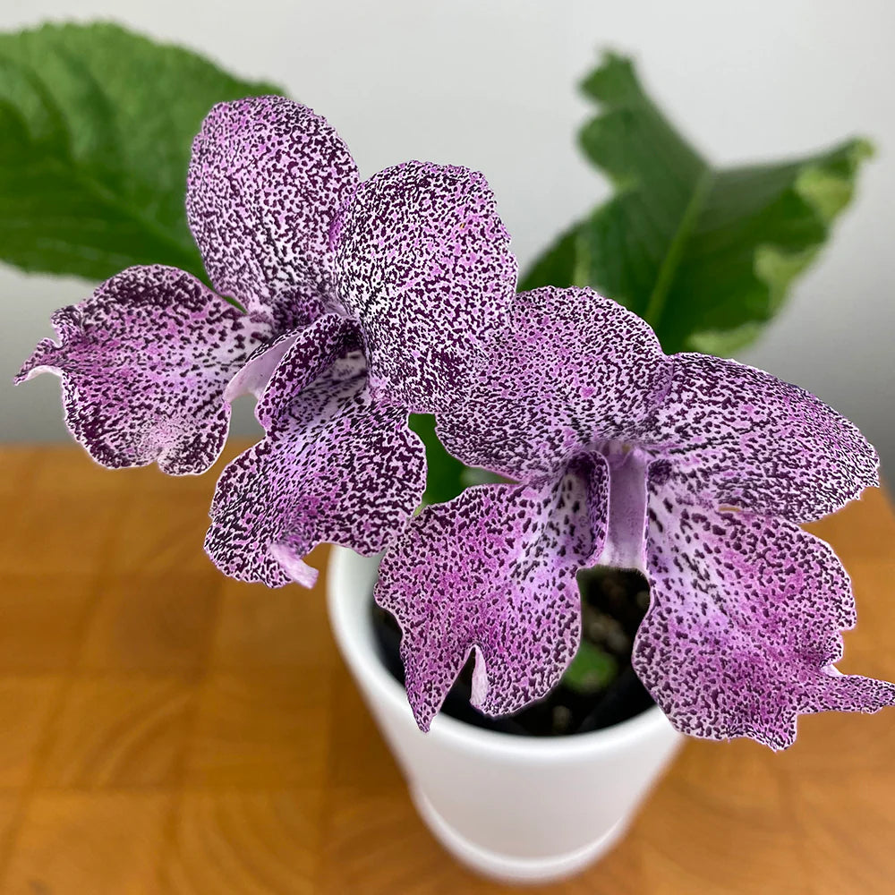 Streptocarpus Flower seeds for Planting - Low Maintenance, Heirloom & GMO Free Seeds for Home Garden