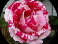Strip Shrub Rose Seeds for Planting