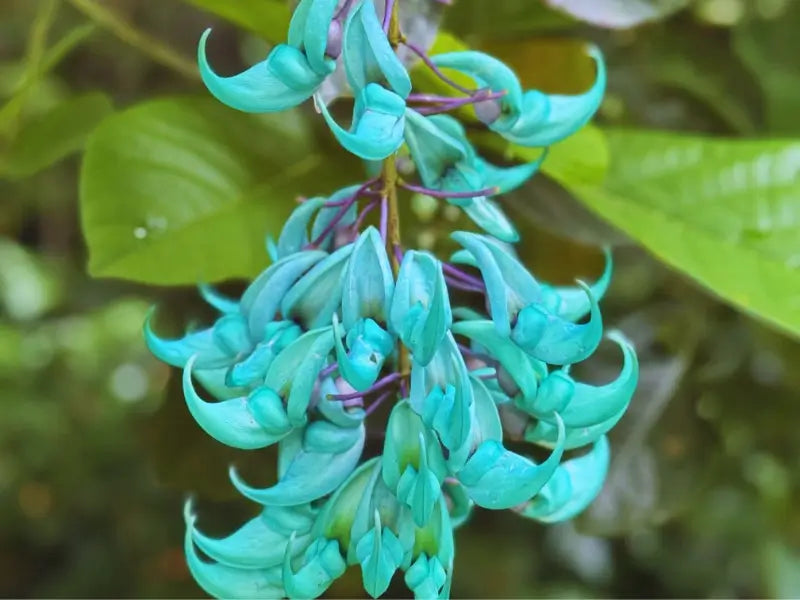 Strongylodon Flower seeds for Planting - Vibrant Colors, Heirloom & GMO Free Seeds for Home Garden