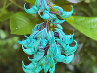 Strongylodon Flower seeds for Planting - Vibrant Colors, Heirloom & GMO Free Seeds for Home Garden