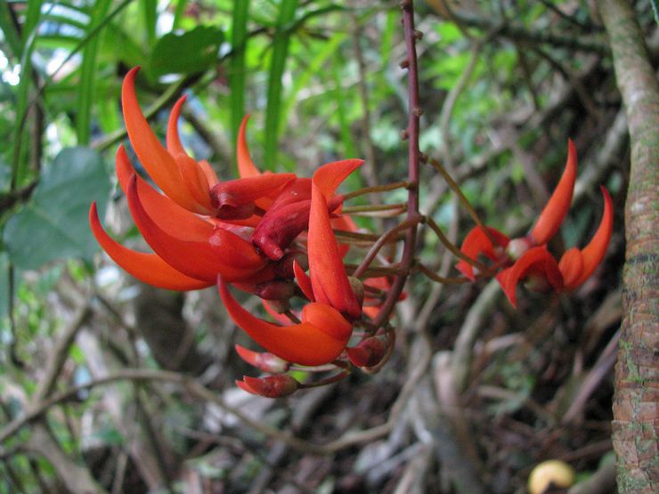 Red Strongylodon Flower Seeds Planting  Seeds for Thriving and Vibrant Garden Displays