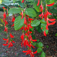 Red Strongylodon Macrobotrys seeds for trellises and garden beds
