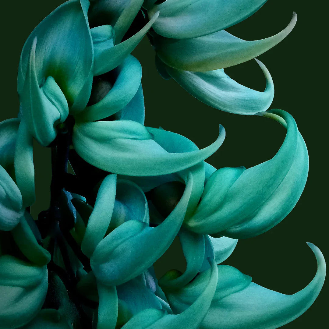 Strongylodon Sky Blue Flower Clusters