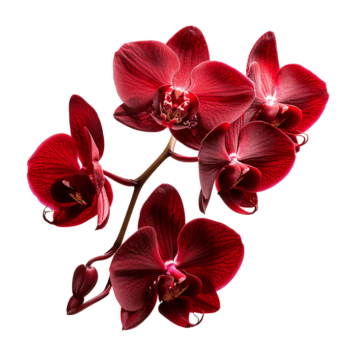 Deep Red Orchid Flower Seeds – Colorful Display Heirloom & NonGMO Seeds for Planting Home Garden
 
 Sale