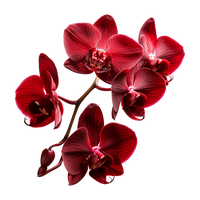 Deep Red Orchid Flower Seeds – Colorful Display Heirloom & NonGMO Seeds for Planting Home Garden
 
 Sale